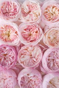 david-austin-roses-alexandra-farms-rona-wheeldon-flowerona